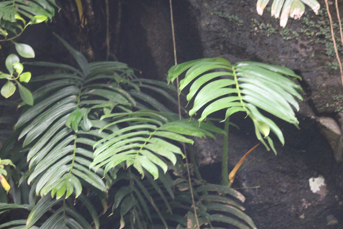 Rhaphidophora decursiva (Roxb.) Schott